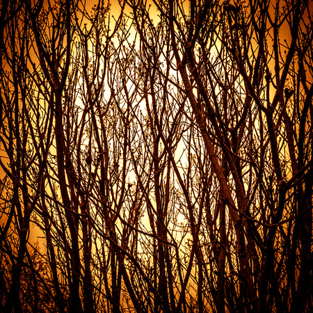 Abstract treesの写真素材