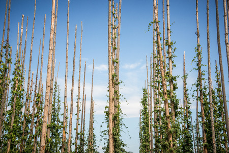 Abstract growingの写真素材