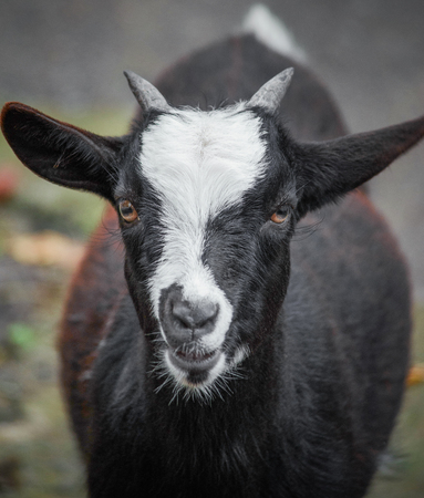 Goat front closeup