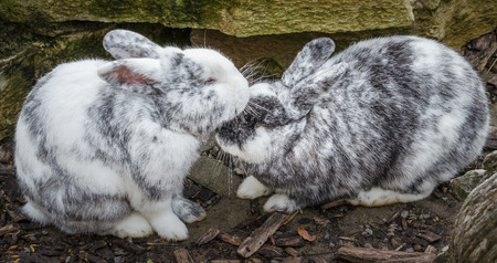 Rabbits in loveの写真素材