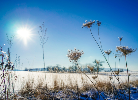 Plants in winter with sunny backgroundの写真素材