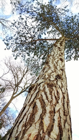 Abstract tree in a different perspective