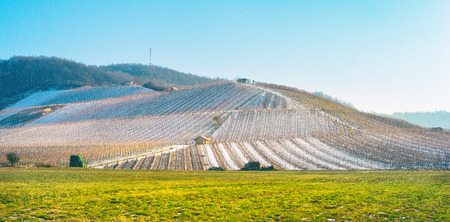 Landscape view to a snowy vineyardの写真素材
