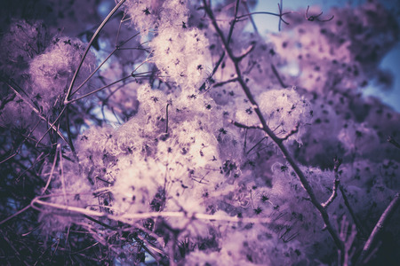 Abstract closeup of fluffy plant seedsの写真素材
