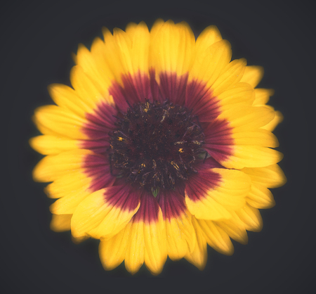 Flowers make you feel like in a special mood of spring.の写真素材