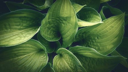 Green plant leafs detail closeupの写真素材