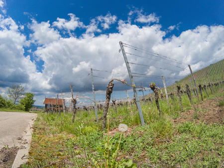 View on German vineyard in a rural landscapeの写真素材