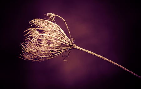 Stylish and abstract plant macroの写真素材