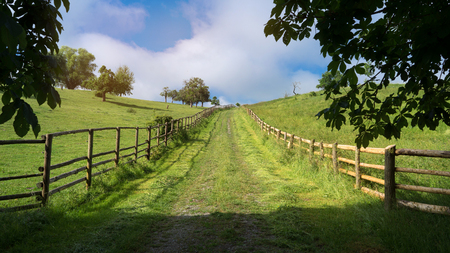 Sunny fresh green meadow landscapeの写真素材