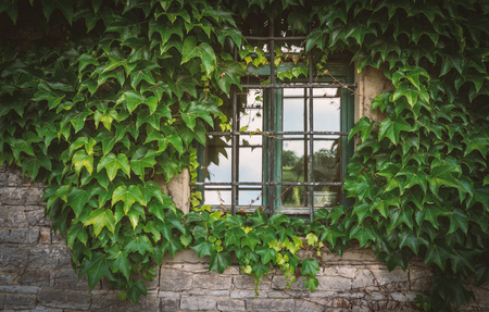 Old metal grilled window with overgrown green plantsの写真素材