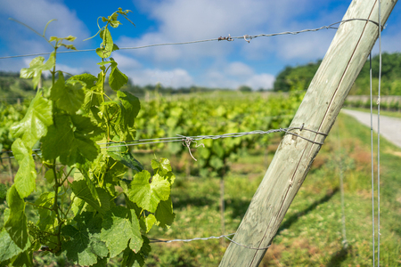 Details on vineyard plant fixtureの写真素材