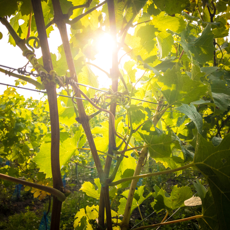 Sunshine through the green vine plantの写真素材