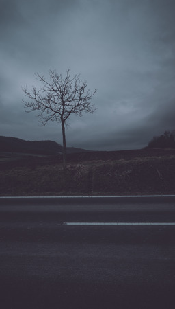 Dark street view to a bare tree with dramatic sky