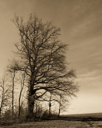 Rural landscape view to an old oakの写真素材