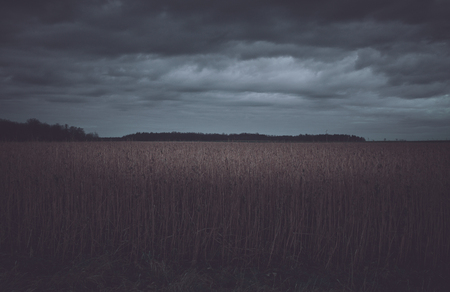 Landscape view over a field to the forestの写真素材