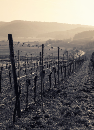 Romantic vineyard landscape view in Germanyの写真素材