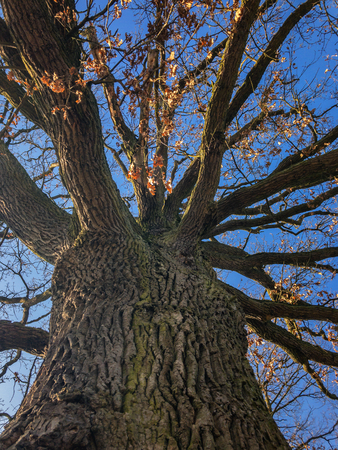 Low angle view up to an old oakの写真素材