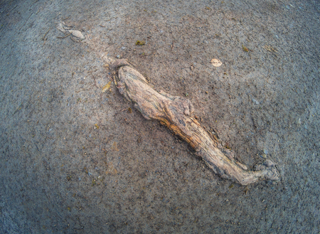 Old tree root growing through the groundの写真素材