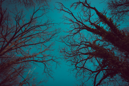 Low angle view up to the treesの写真素材