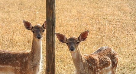 Two small red deers on the meadowの写真素材