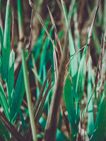 Wild growing plants closeupの写真素材