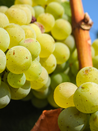 Growing grapes in summer at the vineyardsの写真素材
