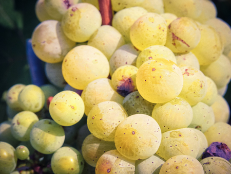 Growing grapes in summer at the vineyardsの写真素材