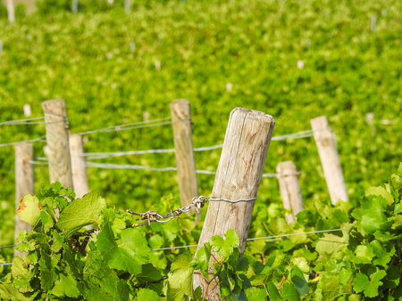 Growing vine plants in summer at the vineyardsの写真素材