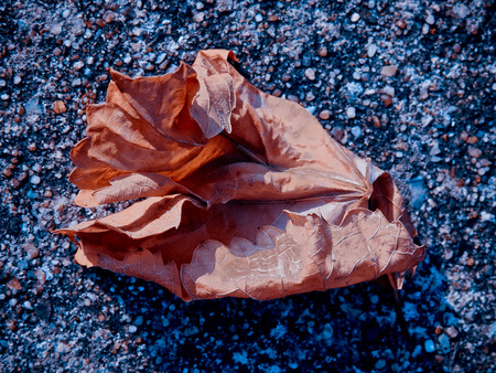 Orange leaf on the asphaltの写真素材