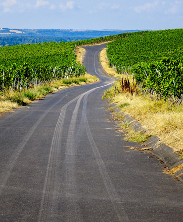 Rural landscape view to the European vineyardsの写真素材
