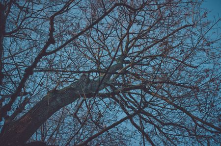 Abstract bare tree in winterの写真素材