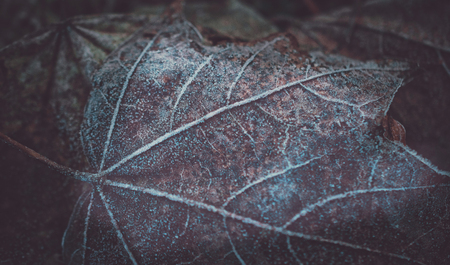 Frozen leaf closeup in winterの写真素材