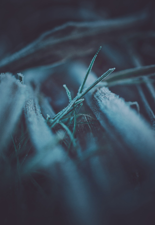 Blurry frozen grass in winter