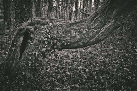 Crooked and abstract grown tree trunkの写真素材