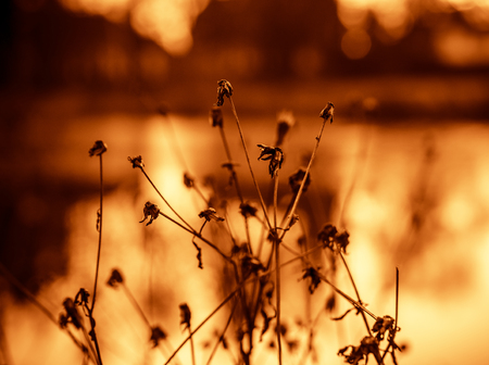 Plants at the lake in an abstract golden settingの写真素材