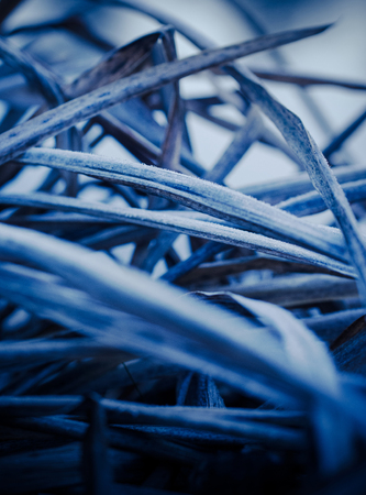 Frozen blue plants in winterの写真素材