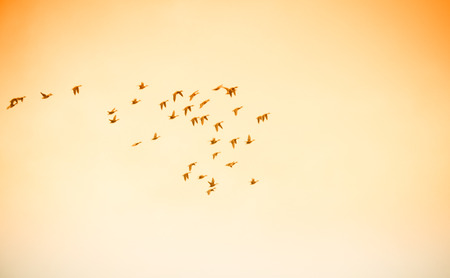 Flying group of birdsの写真素材