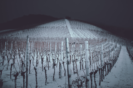 Winter in the vineyards by nightの写真素材