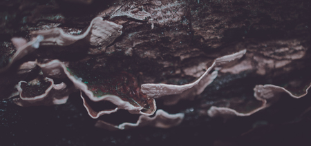 Bracket fungus close-upの写真素材