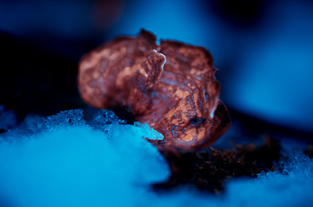 Ice on bracket fungus close-upの写真素材