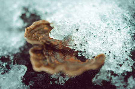 Ice on bracket fungus close-upの写真素材