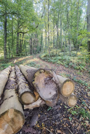 A hike on Friedrichsberg near Abtswind, Germany. Autumn has arrived in the German Steigerwald.