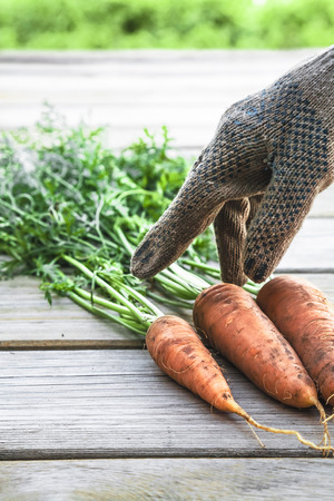 Fresh Organic Carrots On The Wooden Tableの写真素材