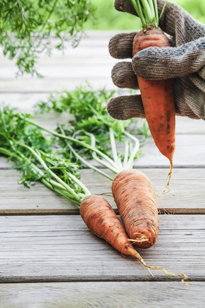 Fresh Organic Carrots On The Wooden Tableの写真素材