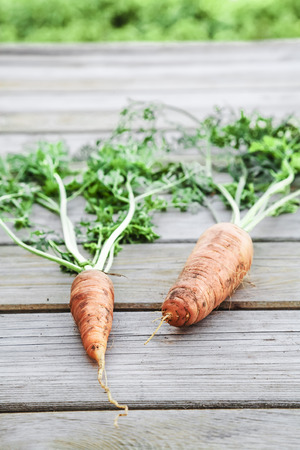 Fresh Organic Carrots On The Wooden Tableの写真素材