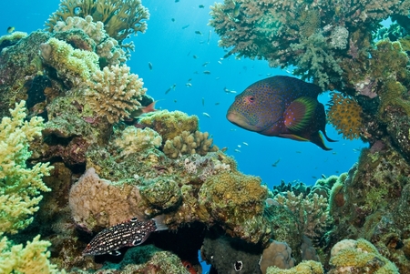 Moon Grouper