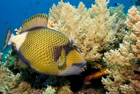 Titan Triggerfish