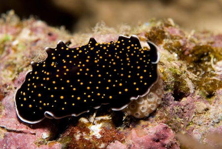 Gold-dotted Flatworm (Thysanozoon sp.)の写真素材
