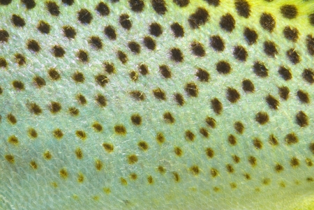 Blackspotted Sweetlips abstract