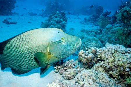 Napoleon Wrasseの写真素材